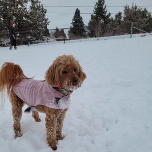 Meet your Posher, Justin